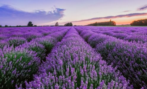 Sonne für den Lavendel