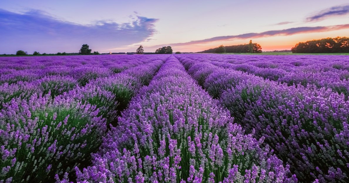 Sonne für den Lavendel